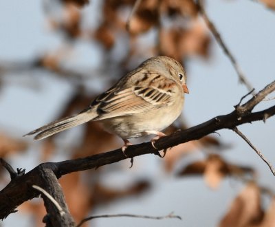 Field Sparrow, on the S side of the trail along the S side of French Lake