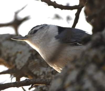 White-breasted Nuthatch, French Lake