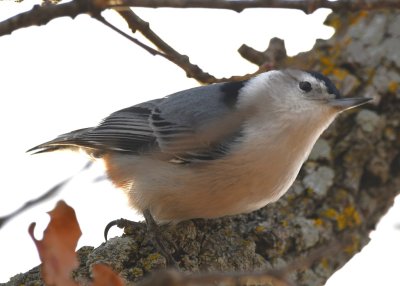 White-breasted Nuthatch, French Lake