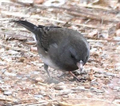 Dark-eyed Junco, on the trail next to French Lake
