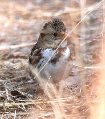 Harris's Sparrow, on the French Lake trail