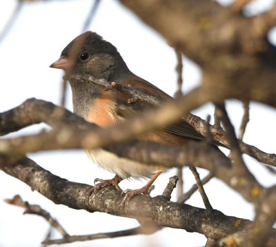 Pink-sided Junco?