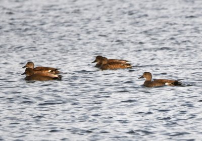 Gadwalls, on French Lake