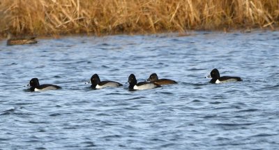 Ring-necked Ducks, on French Lake, WMWR