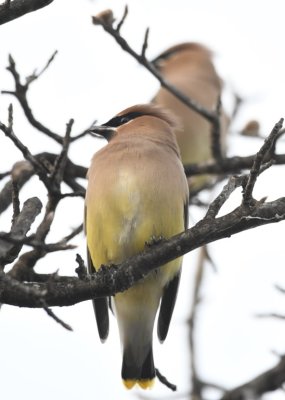Cedar Waxwings, above the trail along French Lake