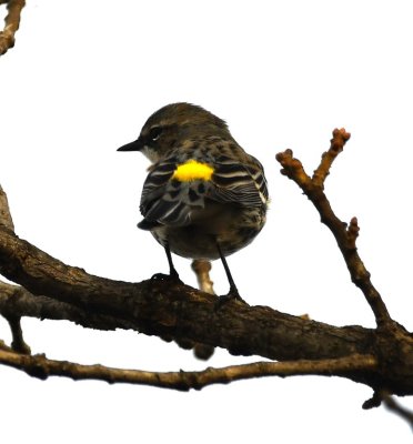 Myrtle Yellow-rumped Warbler, French Lake