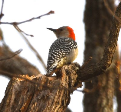 Female Red-bellied Woodpecker, French Lake