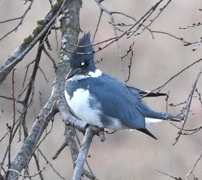 Back near the parking lot, we heard, then saw this male Belted Kingfisher in the trees on the W side of the inlet in the SW corner of French Lake.