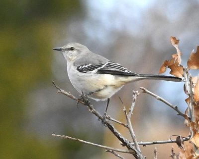 Northern Mockingbird, E side of the trail back to the car