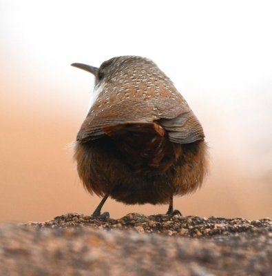 Back view of Canyon Wren, French Lake, WMWR