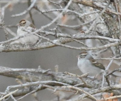 Chipping Sparrows?