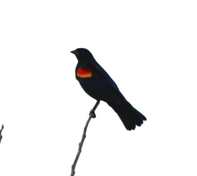 Back at Lake Quanah Parker, we saw a couple of male Red-winged Blackbirds in the fading light.