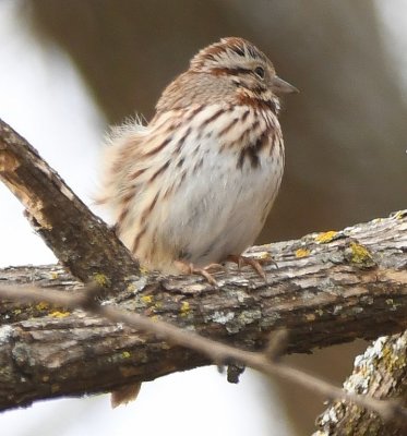 On the N side of the road, this Song Sparrow posed for us with its grayer tones, darker bill and longer tail.