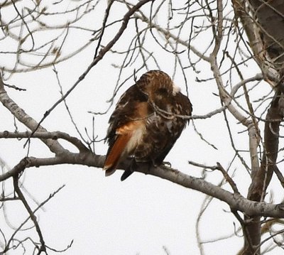 At the closed park headquarters, we stopped and walked around, hoping we might spot a Red-breasted Nuthatch in the pine trees. We missed the nuthatch, but found some other birds, like this Red-tailed Hawk, preening in a tree.