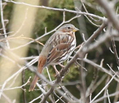 A Fox Sparrow was on the E side of the road leading to the dam.