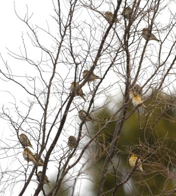 We made a restroom stop in the camping grounds and spied this group of American Goldfinches and Pine Siskins.