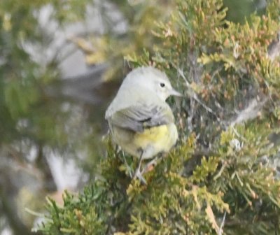 In the campground on the N side of the cove, we found a mixed flock of cardinals, juncos, chipping sparrows, etc. and this Orange-crowned Warbler foraging in a small cedar tree.