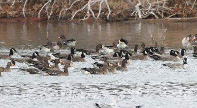 Mary spotted some Greater White-fronted Geese among the Cackling Geese on the other side of the cove.