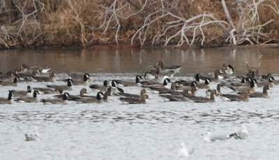 A mixed group of geese at Ft Cobb reservoir