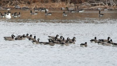 Cackling Geese, with shorter necks and smaller bills than Canada Geese