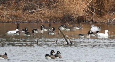 Greater White-fronted Geese, Cackling Geese and Snow/Ross's geese