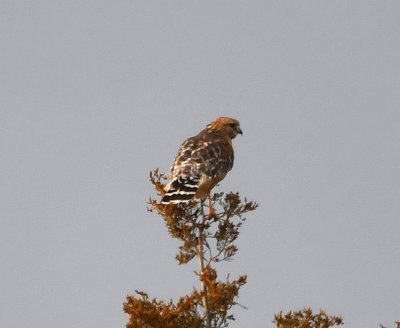 We tried to take the road next to the lake that goes around by the little island where many birds roost, but the road was gated, so we drove up the E county road instead. Along the way we saw this Red-shouldered Hawk fly across a field and land atop an evergreen tree, showing off its white and black-striped tail feathers.