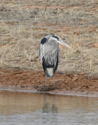 Great Blue Heron, at the small pond with the teal