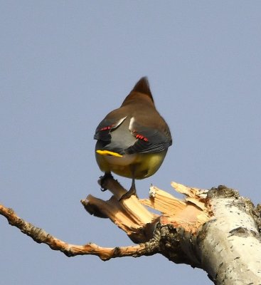 We only got the back side of a Cedar Waxwing, but it is a beautiful back side.