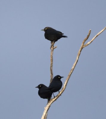 Three male Brewer's Blackbirds--there was a flock of 40 or more