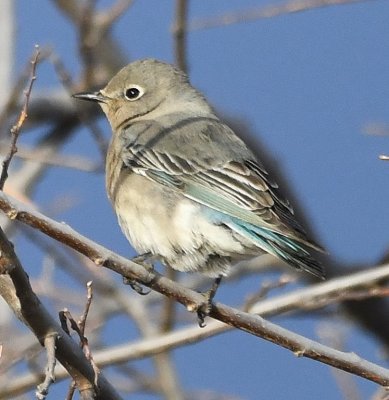 Mountain Bluebird