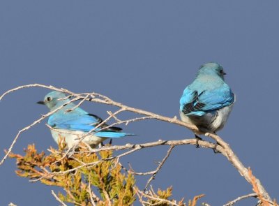 Mountain Bluebirds