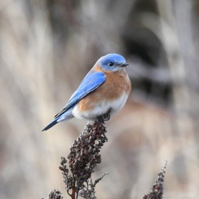 On a side road, we found some Eastern Bluebirds, along with another 4 MOBLs.