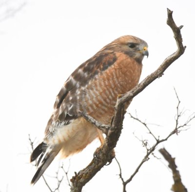 Heading back toward the lake, we saw another Red-shouldered Hawk.