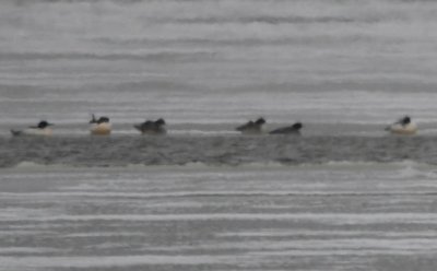 Common Mergansers, far out on the frozen lake