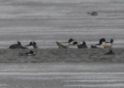 Common Mergansers in back line of ducks
BD: pair of HOMEs in front