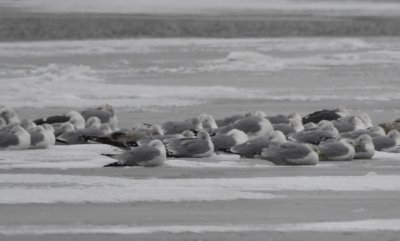 Ring-billed Gulls and two dark Lesser Black-backed Gulls, all tucked in, on frozen Lake Overholser
BD: would call gull behind L LBBG a HERG; other larger-than-RBGUs also present, could be HERG, THGU or CAGU; lack of white subscapular crescent suggests CAGU