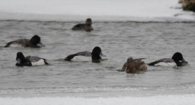 Lesser Scaup