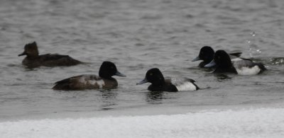 Female Hooded Merganser and Lesser Scaup
BD: On L (foreground), young male LESC molting into adult plumage, which occurs mid-winter