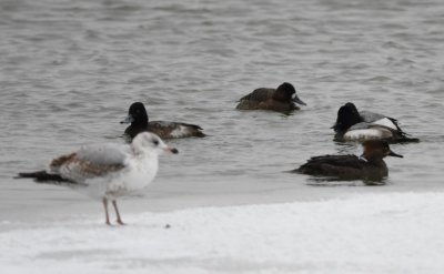 Ring-billed Gull (first winter?), female Hooded Merganser, and Lesser Scaup