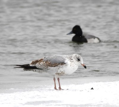 Ring-billed Gull and Lesser Scaup