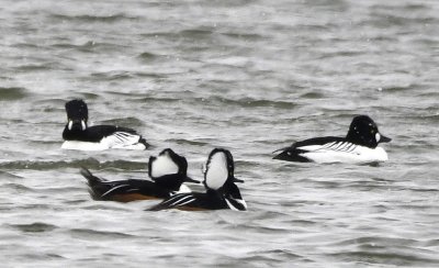 Male Hooded Mergansers and Common Goldeneyes