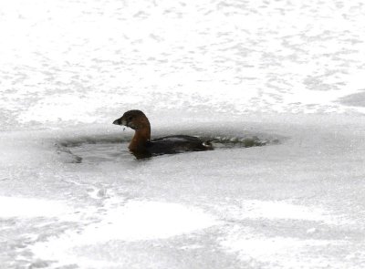Lone Pied-billed Grebe, in its own little opening in the ice on the W side of Lake Overholser 