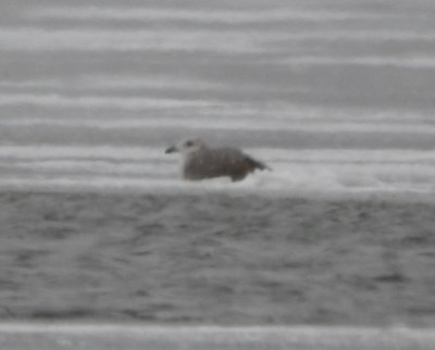 Probable Herring Gull, from W side of Lake Overholser
BD: Blackish primaries and tail don't show any of the lighter edge markings that wound indicate Iceland/Thayer's Gull; light panel on inner primaries is typical of HERG