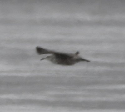 Possible Iceland Gull