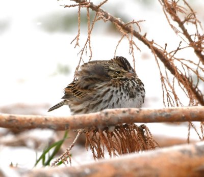 Savannah Sparrow, among fallen branches along the W side of Lake Overholser