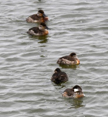 Ruddy Ducks, off the bridge on the N side of Lake Overholser (a Belted Kingfisher flew out from under the bridge where we'd stopped to take photos)