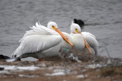 The only American White Pelicans we saw.