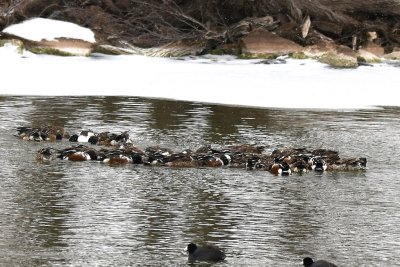 One of two large groups of Northern Shovelers circling on the N side of Lake Overholser