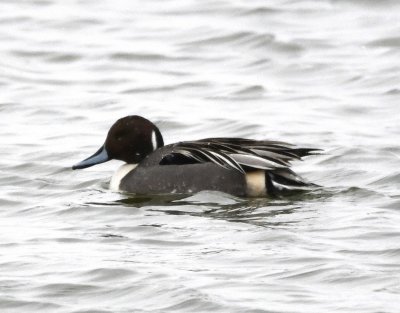 Northern Pintail