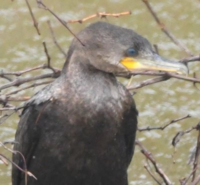 Neotropic Cormorant
Close-up of the head and bill